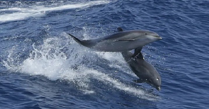 Ocean surface hits highest ever recorded temperature - Pressmediaofindia